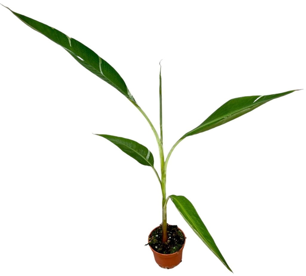 Musa Florida Variegata, banano variegato pianta rara tropicale vaso 18cm H 100cm