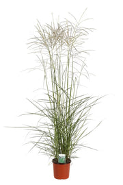 Gardenaria Miscanthus sinensis 'Graziella' - Graminacea ornamentale da esterno Altezza: 60 cm (vaso 17)