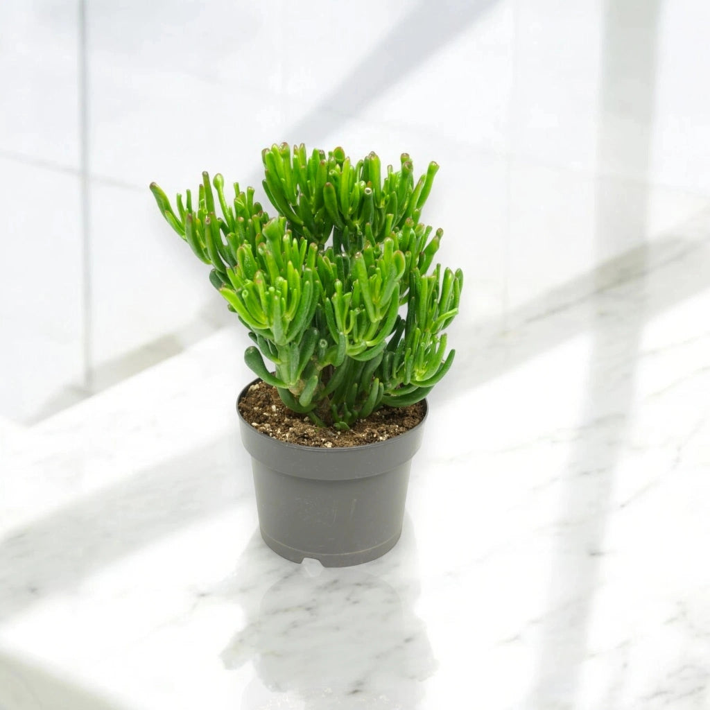 Gardenaria Crassula ovata 'Gollum' - Pianta da interno ornamentale Altezza: 25 cm (vaso 17)