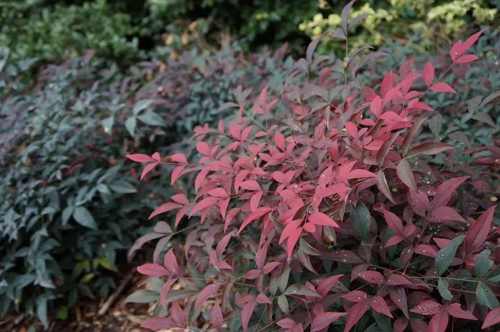 Gardenaria Nandina domestica 'Flirt' - Arbusto ornamentale da giardino Altezza: 40/60 cm (vaso19)