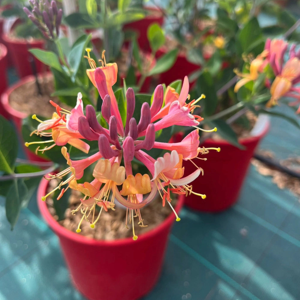 Pianta di Caprifoglio Lonicera Heckrottii Gold Flame Rampicante in vaso 18 cm Profumato