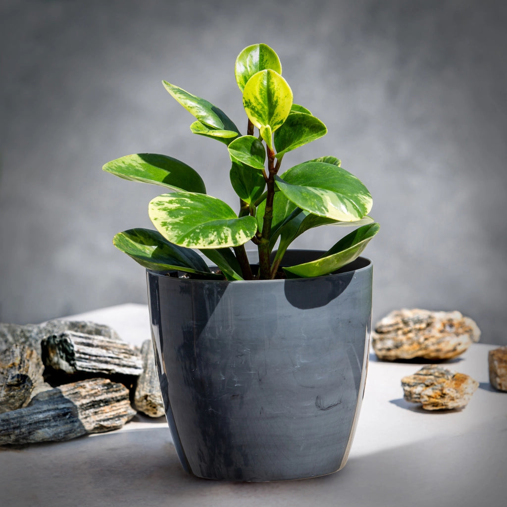 Coprivaso KADAX da 14 cm, vaso per fiori, effetto marmo grigio, per soggiorno, supporto per fiori