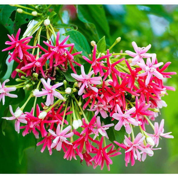 Quisqualis indica o Combretum indicum,  Lonicera Cinese, Rangoon Creeper