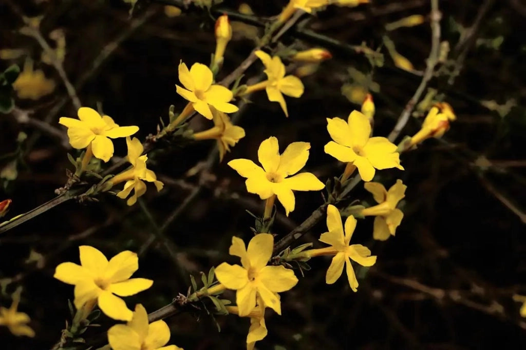 Gardenaria Jasminum nudiflorum - Arbusto ornamentale da giardino Altezza: 40/60 cm (vaso19)