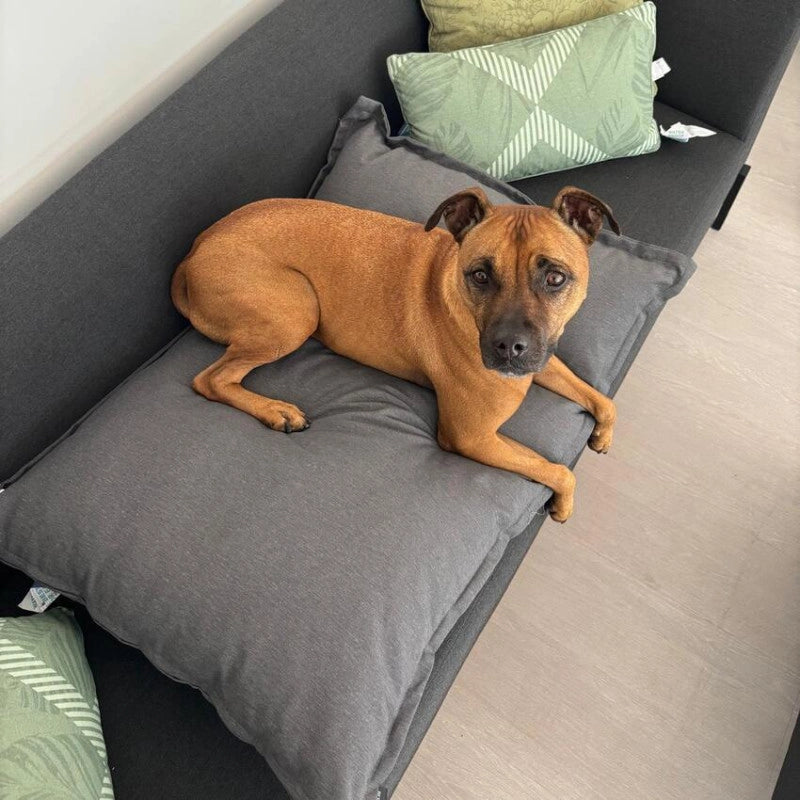 Coussin pour chien 80 x 55 cm - MADISON SÃ©rie Lounge - Gris