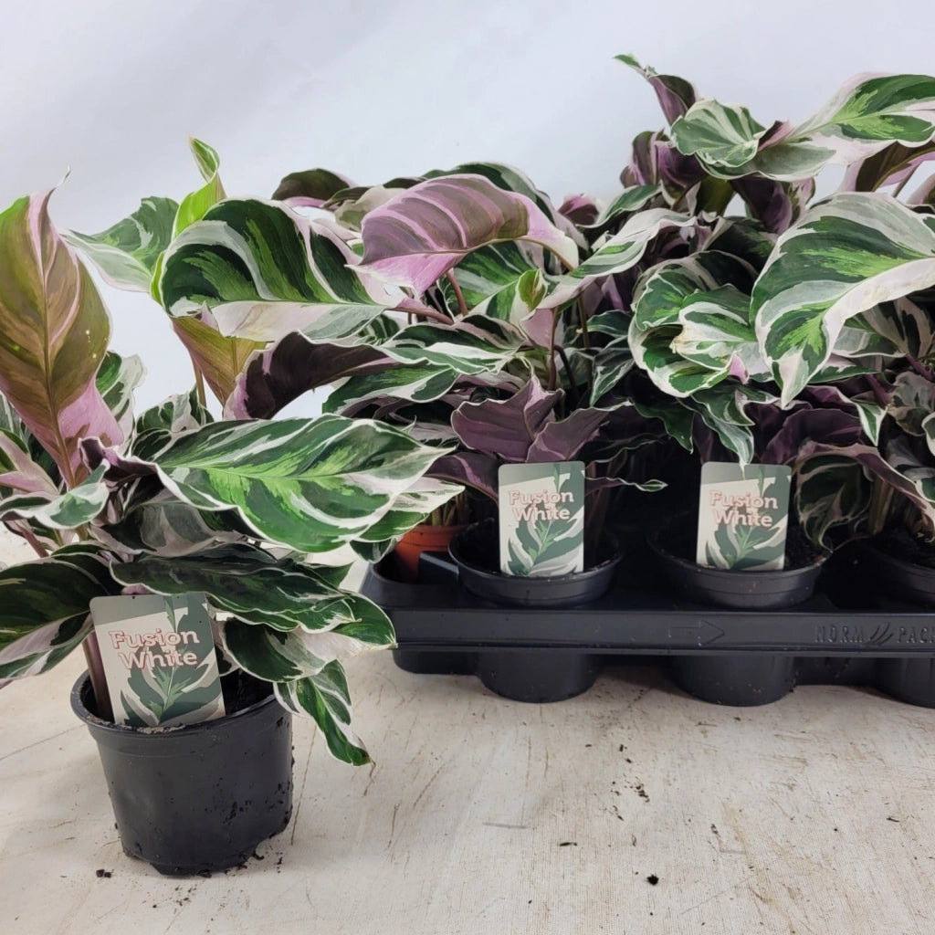 Gardenaria Calathea 'White Fusion' - Pianta da interno ornamentale Altezza: 45 cm (vaso 11)