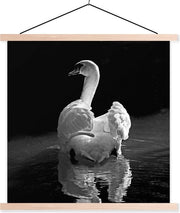 Supporto per poster con poster - Scuola - Cigno bianco - 90x90 cm - Lattice bianca