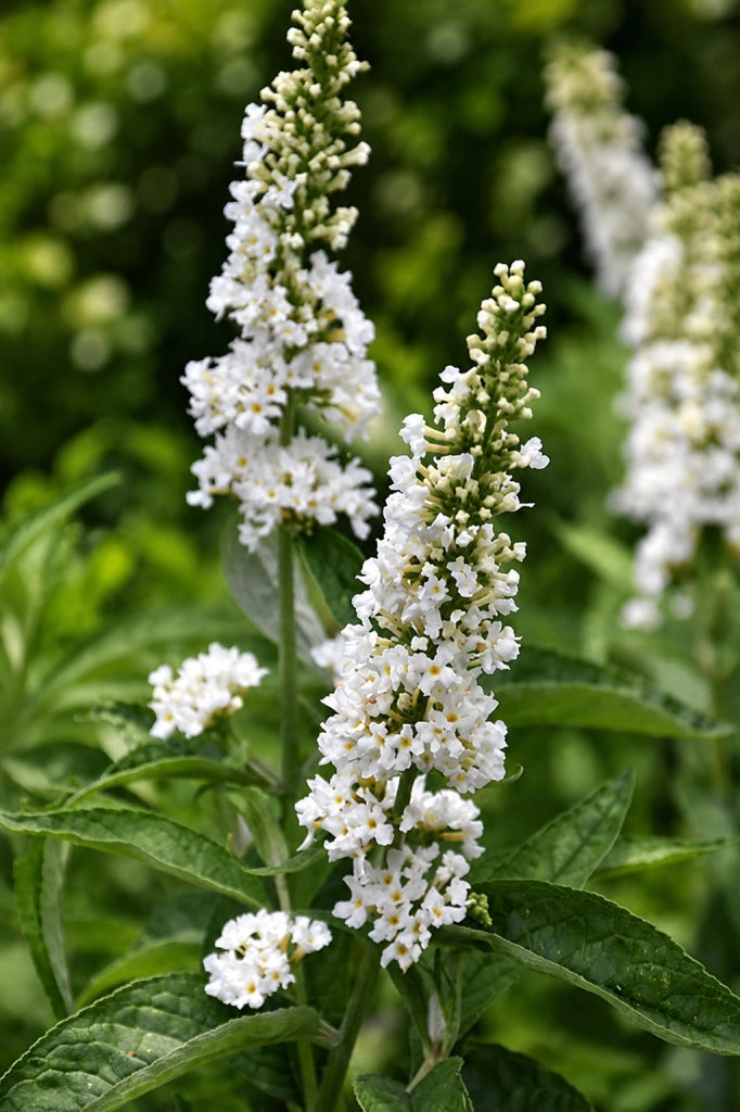 Gardenaria Buddleja 'Miss Pearl' - Arbusto ornamentale da giardino Altezza: 40/60 cm (vaso19)