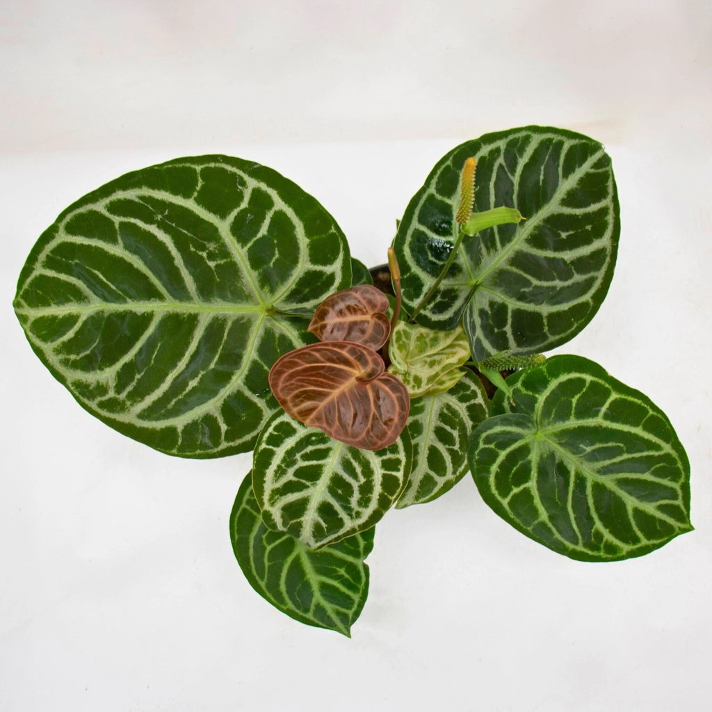 Gardenaria Anthurium 'Crystallinum' - Pianta da interno ornamentale Altezza: 30 cm (vaso 12)