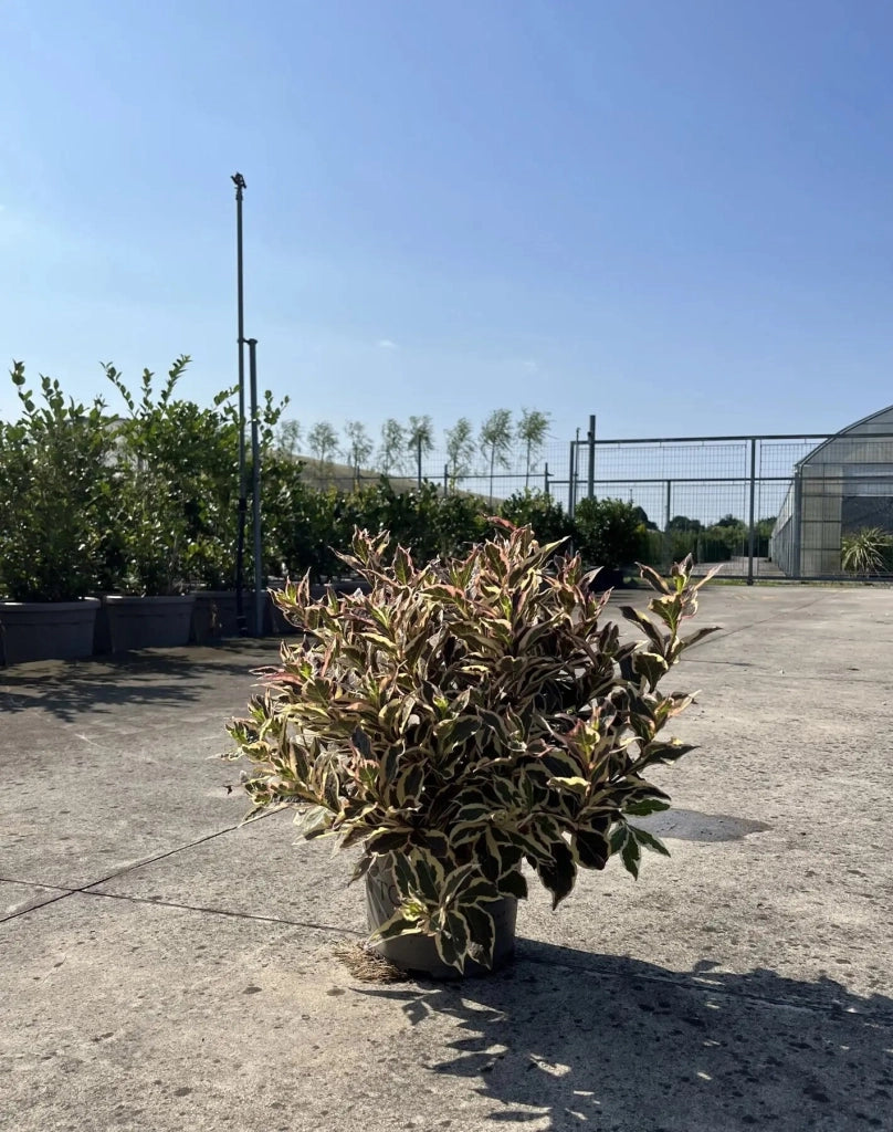 Gardenaria Weigela florida 'Monet' - Arbusto ornamentale da giardino Altezza: 40/50 cm (vaso18)