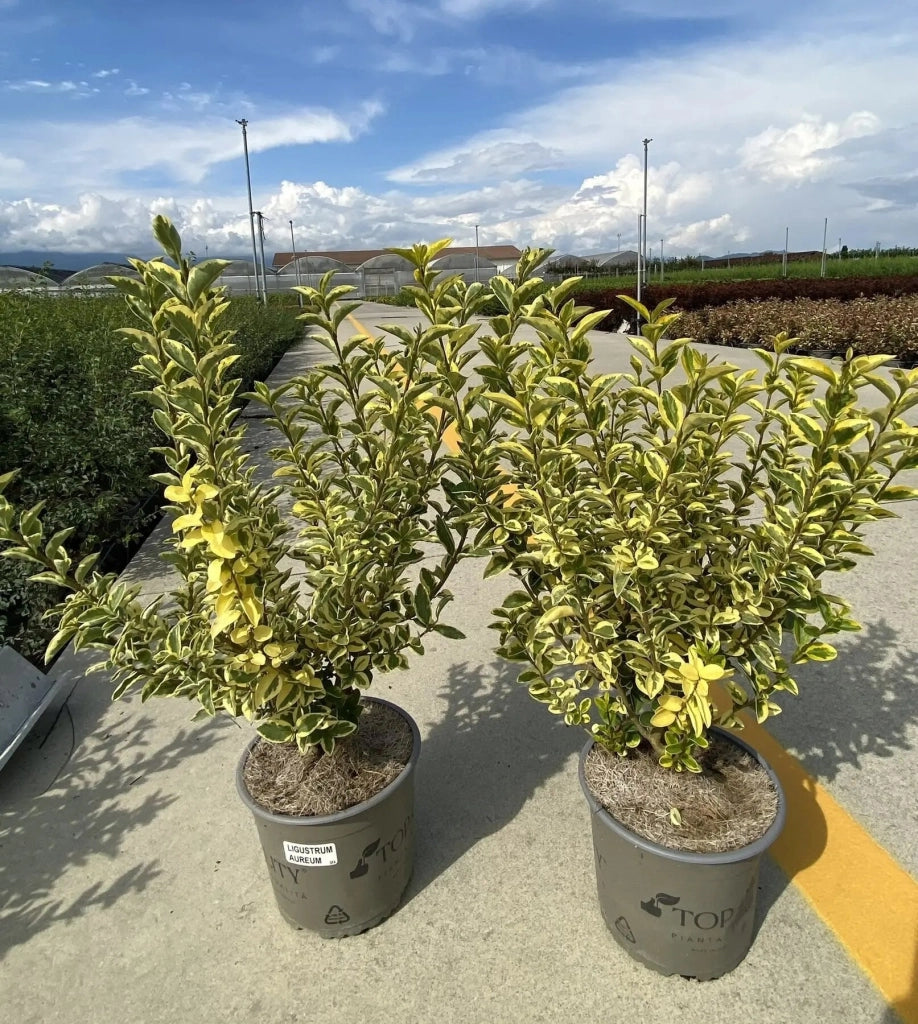 Gardenaria Ligustro - Ligustrum ovalifolium 'Aureum' - Arbusto ornamentale da giardino Altezza: 40/60 cm (vaso19)