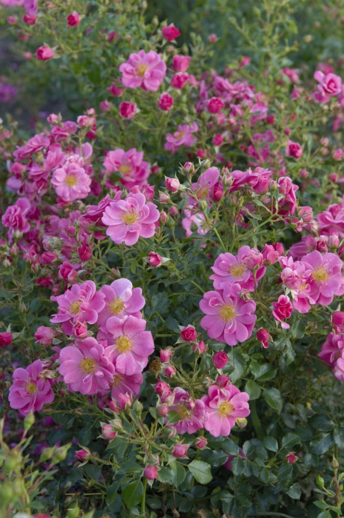 Gardenaria Rosa 'Bienenweide Rosa' - Rosa da giardino Altezza: 25/30 cm (vaso15)