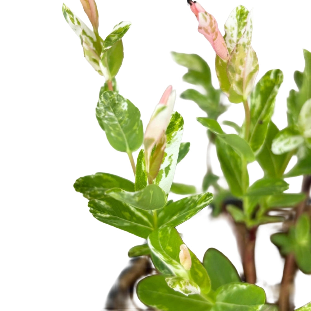Pianta Salice Rosa Giapponese Salix Integra Hakuro Nishiki vaso 18cm AMDGarden