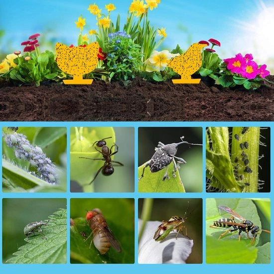 Vegani 60 pezzi di adesivi per insetti gialli con bordi val, adesivi per insetti per balcone o giardino (2 forme) - efficace controllo di insetti nocivi