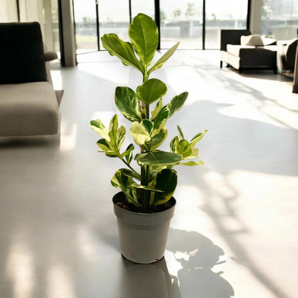 Gardenaria Clusia rosea 'White Star' - Pianta da interno ornamentale Altezza: 60 cm (vaso 17)