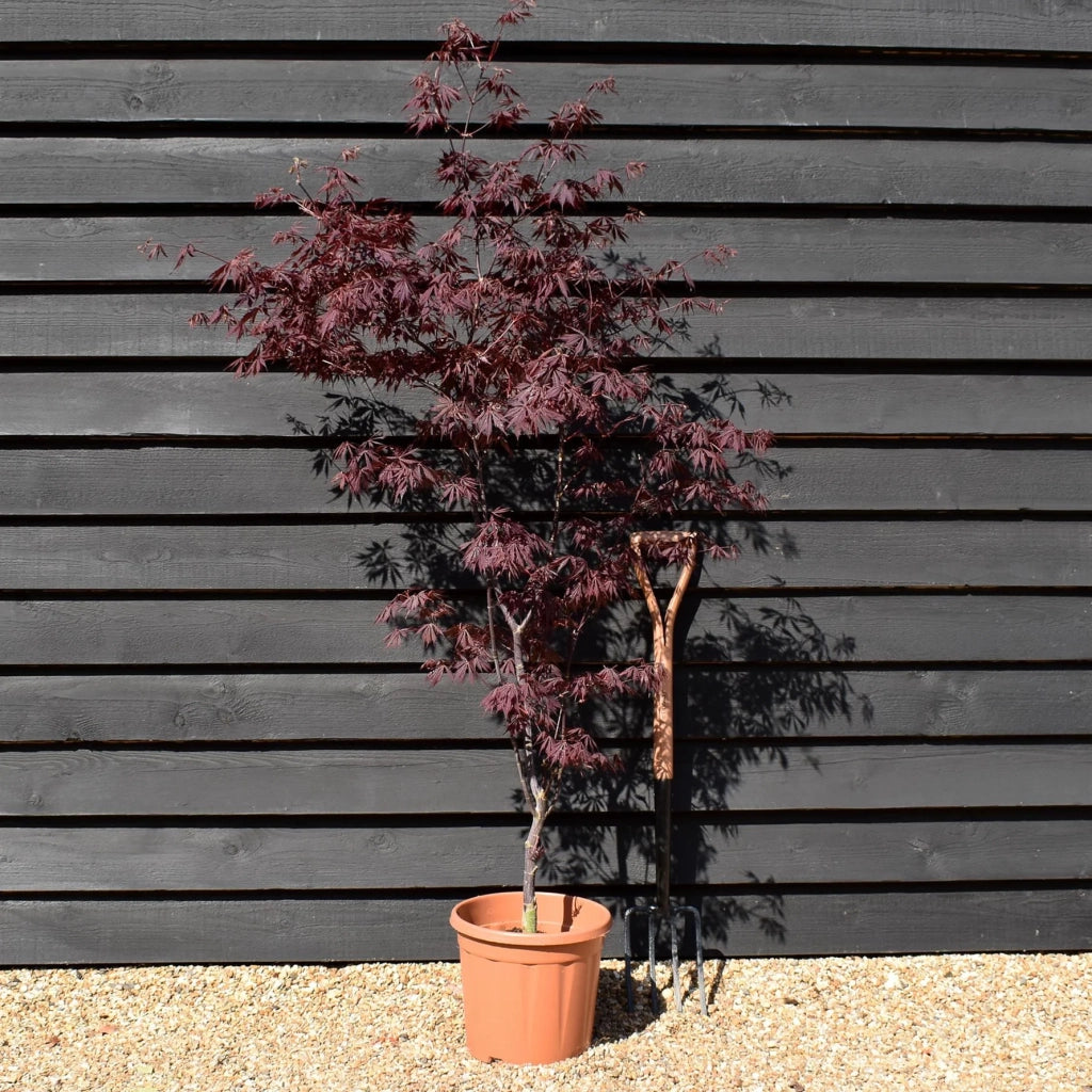 ACER PALMATUM BLACK LACE VASO 19 Acero Giapponese Ornamentale