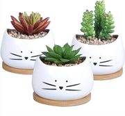 Set di 3 Piccole Vaschette per Piante Grasse e Cacti - Inclusa 3 Scatole in Legno - Adatto per Ufficio, Collegamenti e Banchi di Vetro Interno ed Esterno