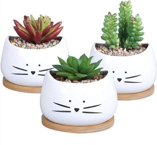 Set di 3 Piccole Vaschette per Piante Grasse e Cacti - Inclusa 3 Scatole in Legno - Adatto per Ufficio, Collegamenti e Banchi di Vetro Interno ed Esterno