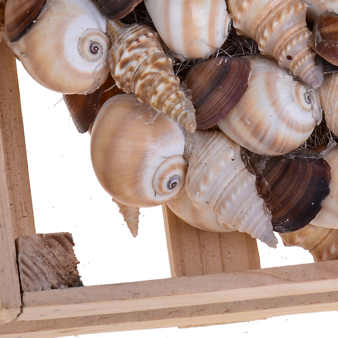 Corona di Conchiglie in Cassetta di Legno Larghezza 25 cm