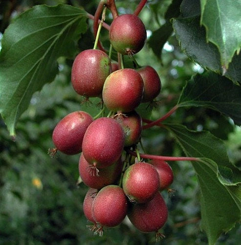 Pianta di kiwi Actinidia Arguta scarlet september (kiwi rosso) foto reali H 110cm