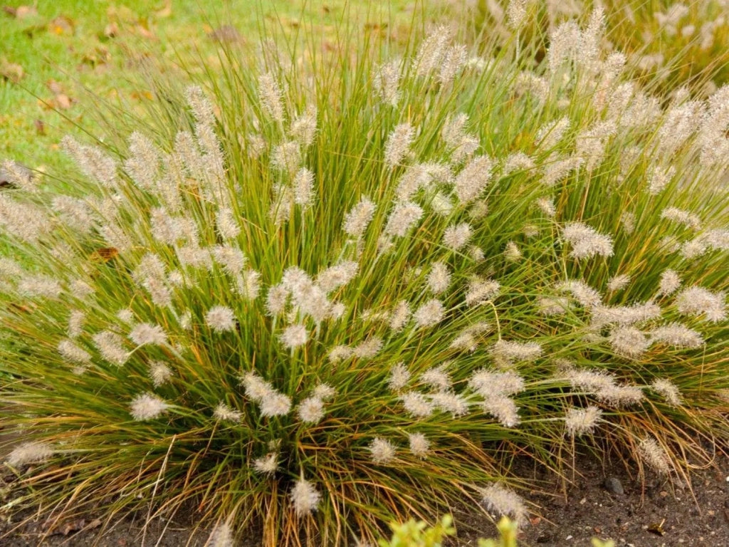 Gardenaria Pennisetum alopecuroides 'Little Bunny' - Graminacea ornamentale da esterno Altezza: 100 cm (vaso 24)