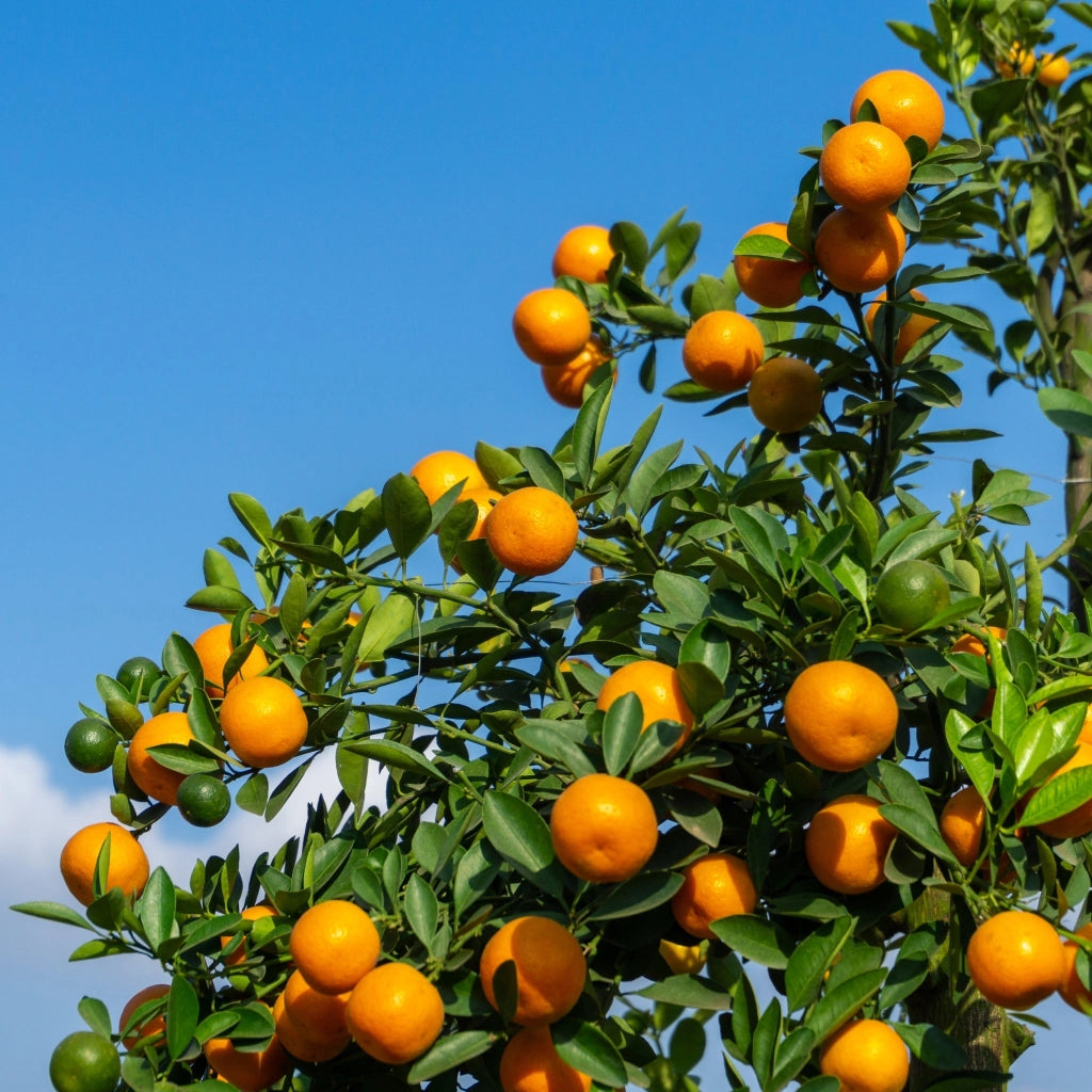 Gardenaria Arancio - Citrus sinensis 'Sanguinello' - Pianta di agrume da frutto in vaso Altezza: 70/80 cm (vaso 22)