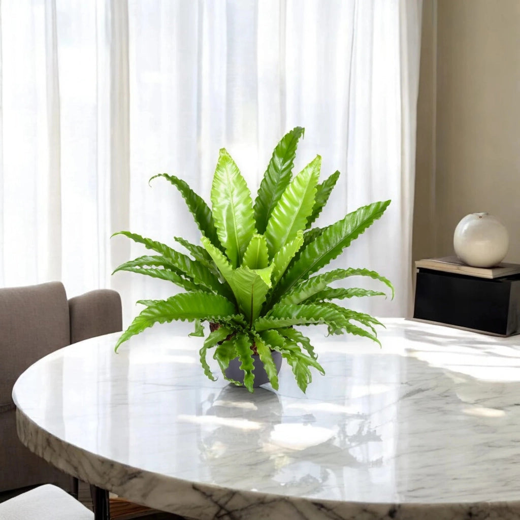 Gardenaria Asplenium antiquum 'Osaka' - Pianta da interno ornamentale Altezza: 25 cm (vaso 12)
