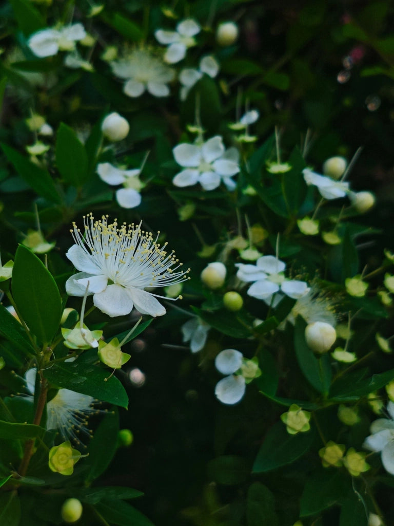MYRTUS COMMUNIS (MIRTO) CESPUGLIO VASO 24 H.70/90