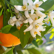 Gardenaria Arancio - Citrus sinensis 'Valencia' - Pianta di agrume da frutto in vaso Altezza: 70/80 cm (vaso 22)
