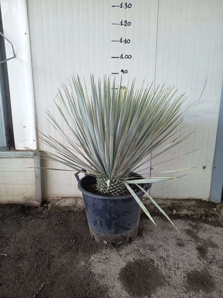 Yucca Rostrata V40 – foto reale,  Resistente e Scultorea H80cm