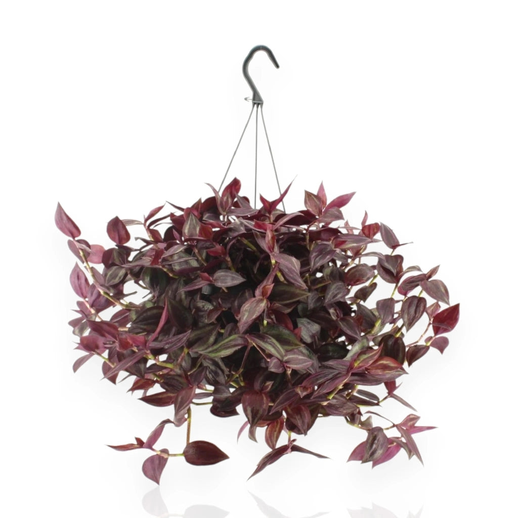 Gardenaria Tradescantia 'Jewel Red' - Pianta da interno ornamentale Altezza: 25 cm (vaso 17)