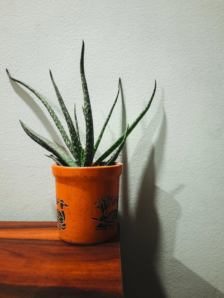 ALOE SAFARI SUNRISE VASO 18