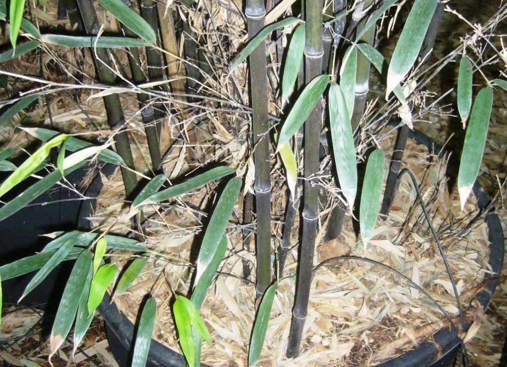 Gardenaria Bambù Nero - Phyllostachys nigra - Bambù ornamentale da esterno Altezza: 150/200 cm (vaso28)