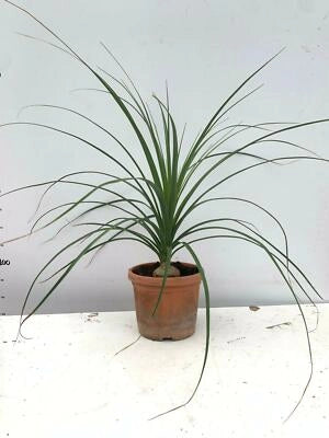 Nolina in vaso 10 cm TC, pianta ornamentale resistente e facile da curare