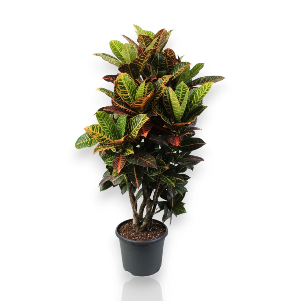 Gardenaria Codiaeum variegatum 'Petra' - Pianta da interno ornamentale Altezza: 50 cm (vaso 17)