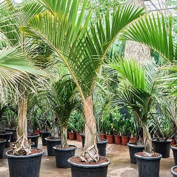 Hyophorbe verschaffeltii Mascarena touff h 2.50 m vaso 45 tropicale