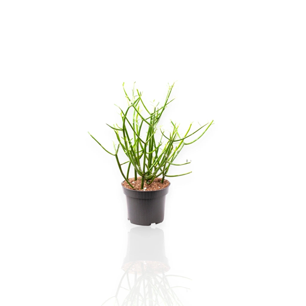 Gardenaria Euphorbia tirucalli - Pianta da interno ornamentale Altezza: 35 cm (vaso 12)
