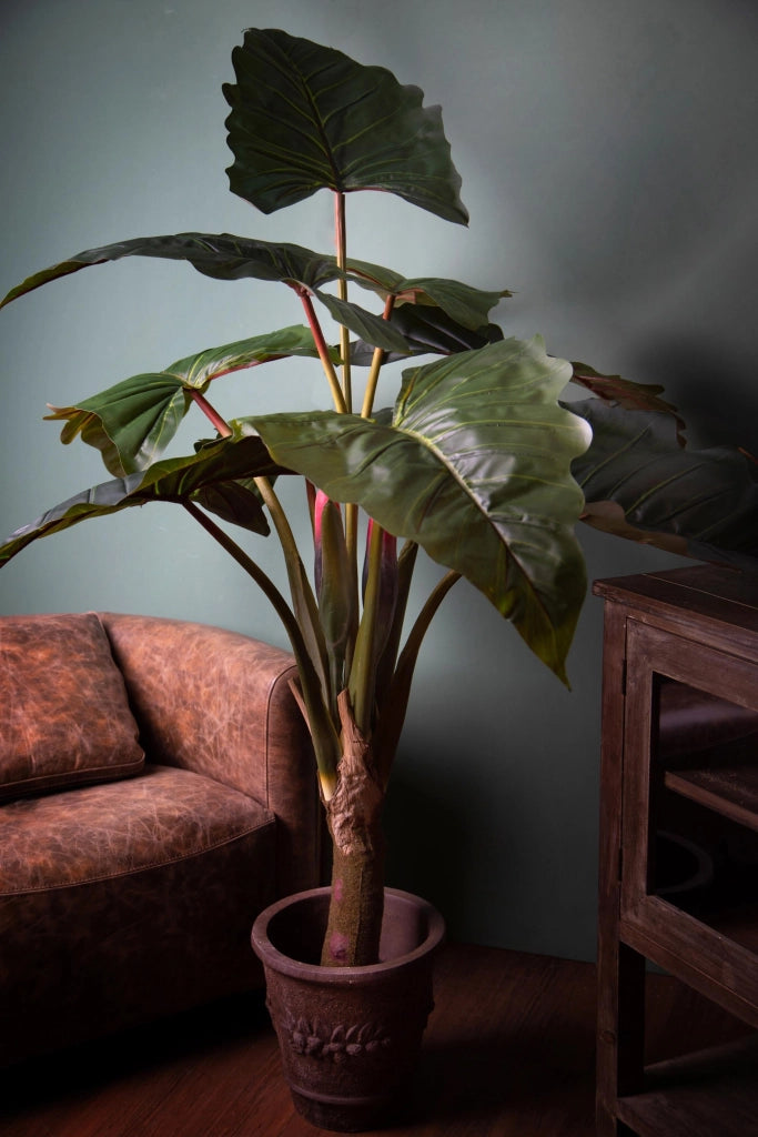 Colocasia Esculenta H 165 cm