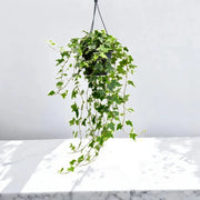 Gardenaria Edera - Hedera helix 'Goldchild' - Pianta da interno ornamentale Altezza: 50 cm (vaso 19)