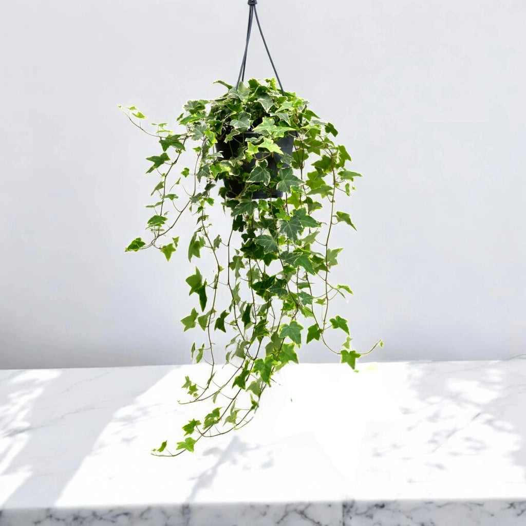 Gardenaria Edera - Hedera helix 'Goldchild' - Pianta da interno ornamentale Altezza: 50 cm (vaso 19)