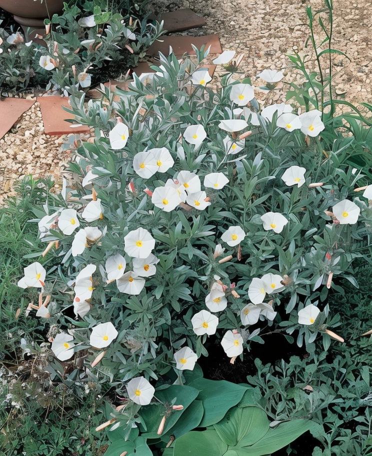 Gardenaria Convolvulus cneorum - Arbusto ornamentale da giardino Altezza: 30/35 cm (vaso19)