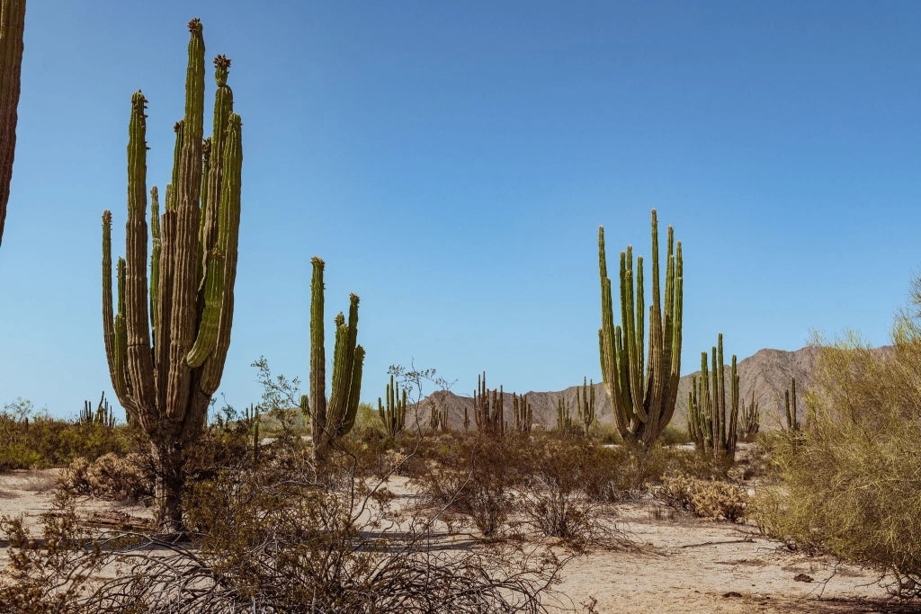 PACHYCEREUS PRINGLEI (CACTUS GIGANTE MESSICANO) VASO 25