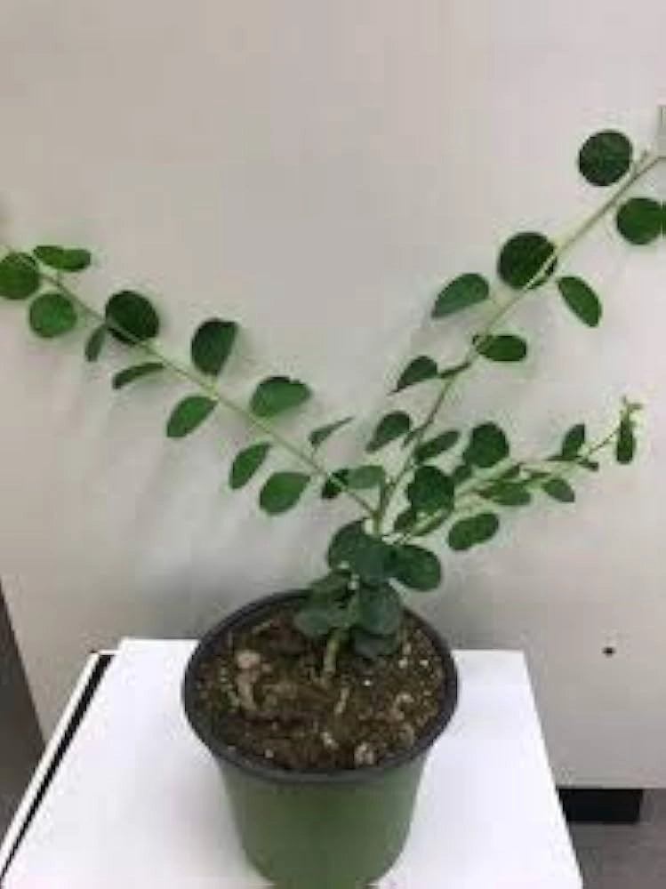 Cappero in Vaso 14 cm – Altezza 20 cm, Pianta Mediterranea