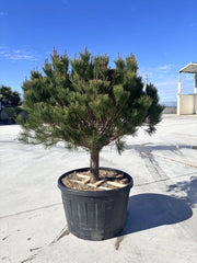 Pinus Densiflora Alice Verkade Alberello 90 cm Conifera Resistente al Freddo