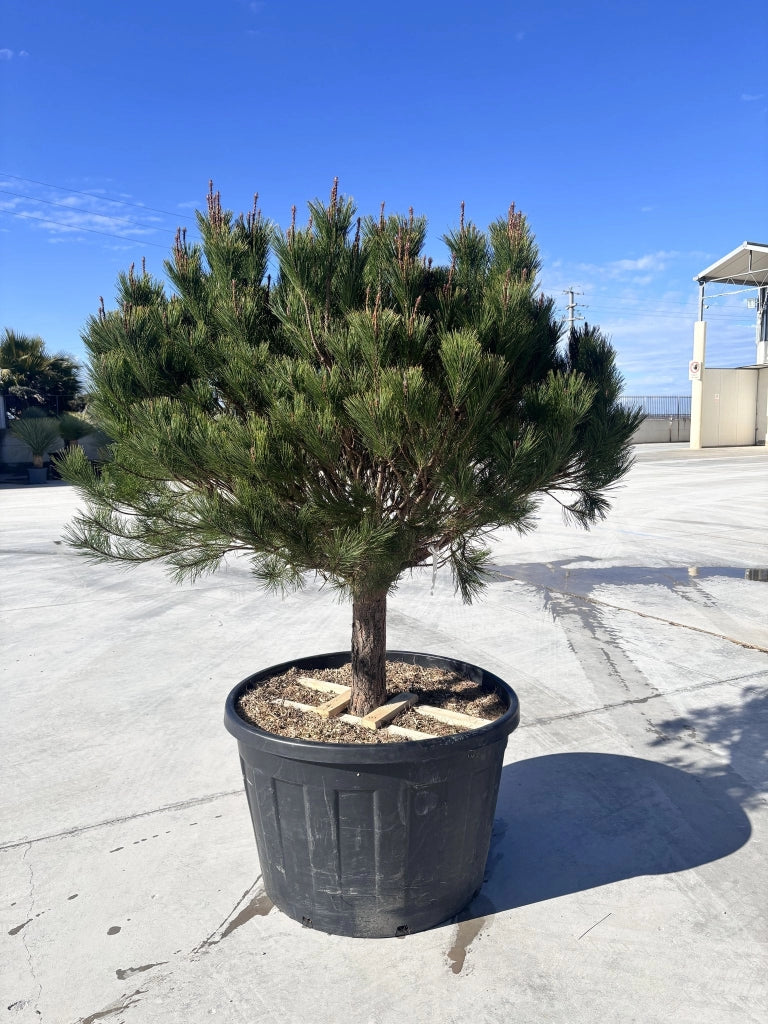 Pinus Densiflora Alice Verkade Alberello 90 cm Conifera Resistente al Freddo