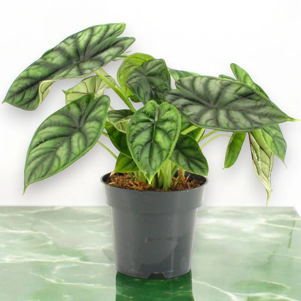 Gardenaria Alocasia 'Dragon scale' - Pianta da interno ornamentale Altezza: 30 cm (vaso 14)