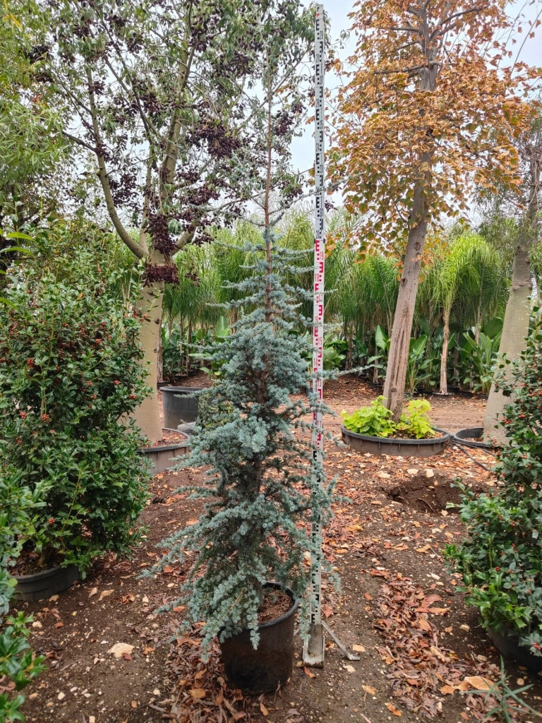 Cedro Cedrus Atlantica Glauca Vaso 40 cm Conifera Sempreverde Arborea