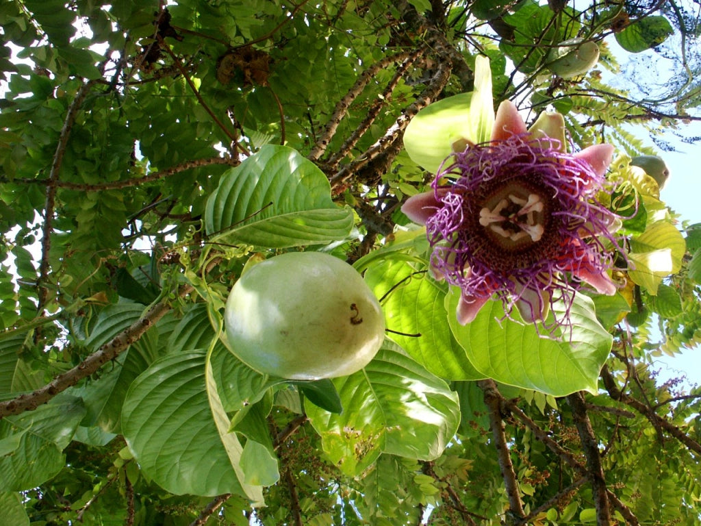 PIANTA DI PASSIFLORA quadrangularis vaso24 H 180CM