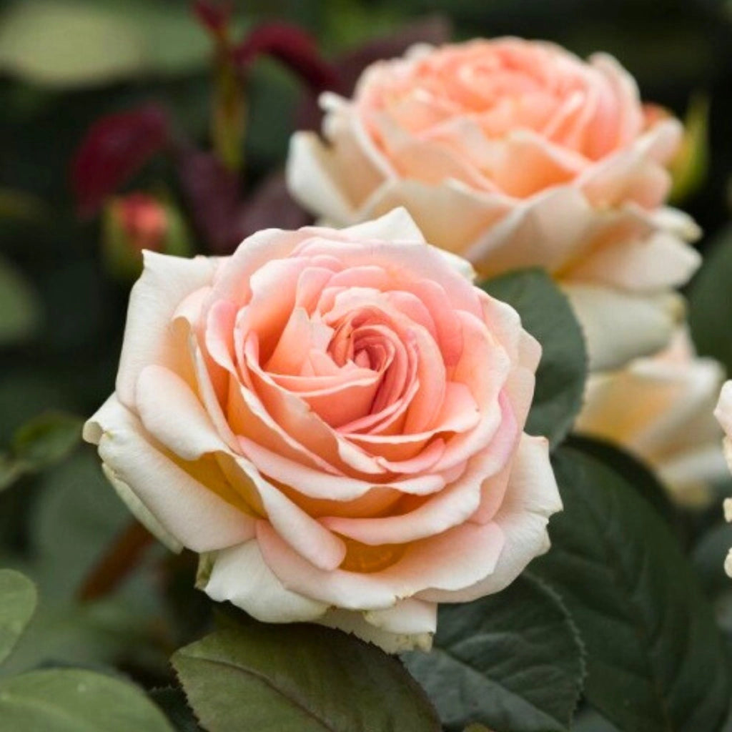 Gardenaria Rosa 'Lady Capri' - Rosa da giardino Altezza: 40/50 cm (vaso20)