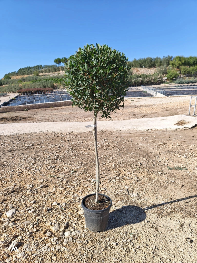 PHILLYREA ANGUSTIFOLIA ALB.30 1/2 FUSTO